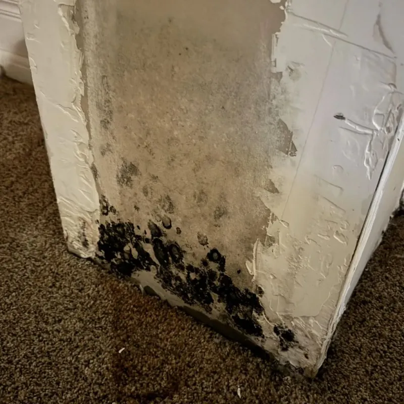 Professional Mold Removal in Simpson County, KY